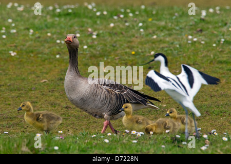 Verschachtelung Pied Säbelschnäbler (Recurvirostra Avosetta) jagen Weg Graugans / Graylag Gans (Anser Anser) mit Gänsel Stockfoto