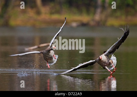 Graugans / Graylag Gans (Anser Anser) jagen Konkurrent See entfernt Stockfoto