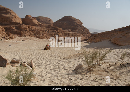 Kamele in einem Wüstencamp in Sinai, Ägypten Stockfoto
