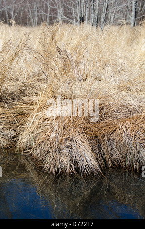 Goldene Sumpf Gräser säumen einen ruhigen Pool im zeitigen Frühjahr, Acadia National Park, Maine. Stockfoto