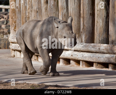 Black Rhino (Diceros Bicornis) Kalb Stockfoto