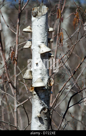 Regal-Pilze auf einen gebrochenen Paper Birch Bäumchen wachsen. Stockfoto