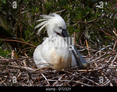 Eurasier oder gemeinsame Löffler (Platalea Leucorodia) am nest Stockfoto