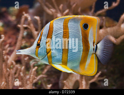 Copperband Butterflyfish (Chelmon Rostratus) Stockfoto
