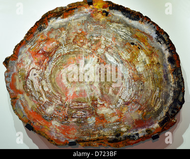 Polierte Querschnitt ein versteinertes Holz Araucarioxylon. Trias Alter. Stockfoto