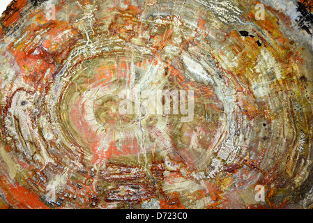 Polierte Querschnitt versteinertes Holz Araucarioxylon. Trias Alter. Stockfoto