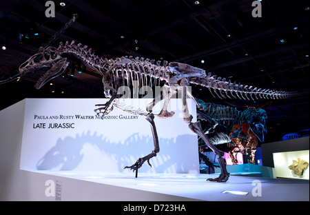 Montierten Display eines Fossils Allosaurus-Skelett. Stockfoto