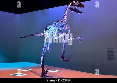 Fossil Skelett eines Dinosauriers Deinonychus. Kreidezeit Alter. Stockfoto
