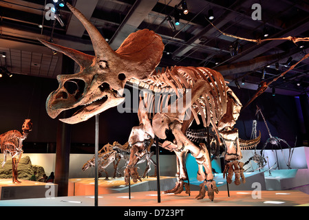Fossil Skelett ein Triceratops. Stockfoto