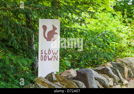 Handgemachte Zeichen Warnung Fahrer zu verlangsamen durch rote Eichhörnchen auf der Straße in der Seenplatte, Cumbria, England. Stockfoto