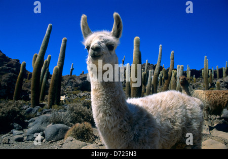 Young-Lama (Lama Glama). Isla del Pescado, Salar de Uyuni.Bolivia. Stockfoto