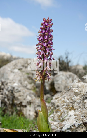 Riesigen Orchidee, Barlia Robertiana, Andalusien, Südspanien. Stockfoto