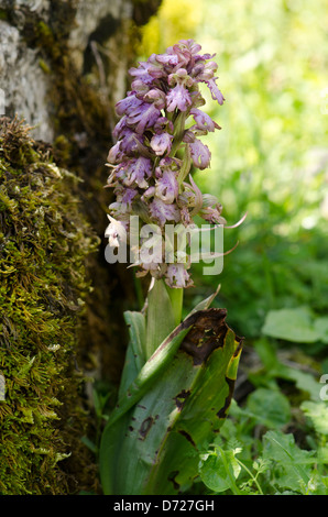 Riesigen Orchidee, Barlia Robertiana, Andalusien, Südspanien. Stockfoto