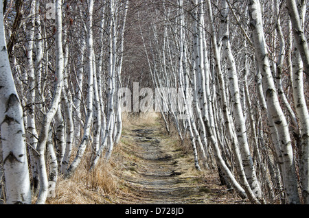 White Paper Birken säumen die Hemlock-Weg im Acadia National Park, Maine. Stockfoto