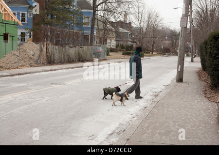 gebündelt in ihren Mänteln, geht ein Mann seine beiden Hunde an einem kalten Nachmittag in Brookline, Massachusetts, in der Nähe von Coolidge Corner. Stockfoto