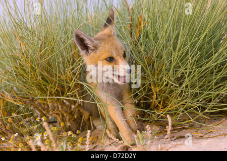 Fennec Fox (Vulpes Zerda) in der Sahara Wüste, Tunesien Stockfoto