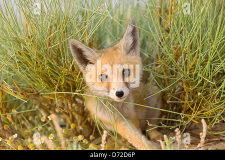 Fennec Fox (Vulpes Zerda) in der Sahara Wüste, Tunesien Stockfoto