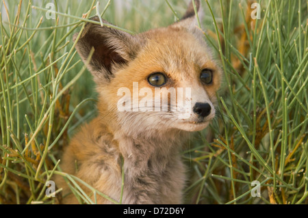 Fennec Fox (Vulpes Zerda) in der Sahara Wüste, Tunesien Stockfoto