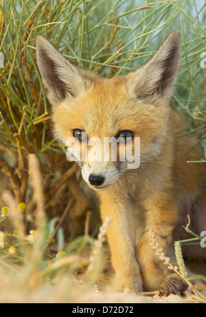 Fennec Fox (Vulpes Zerda) in der Sahara Wüste, Tunesien Stockfoto