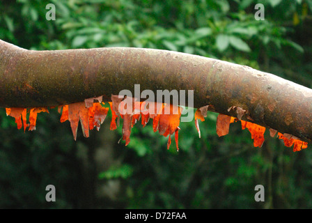 Touristischen Baum (Bursera Simaruba) im Corcovado Nationalpark, Costa Rica Stockfoto