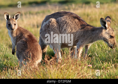 Förster (östliche grau) Känguru (Macropus Giganteus) Weibchen mit jungen aus Beutel Stockfoto