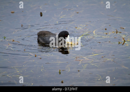 Eurasische Blässhuhn (Fulica Atra) Fütterung auf Teich Unkraut im Wasser Stockfoto