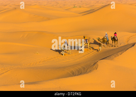 Kamel-Karawane in der Wüste Sahara, Ksar Ghilane, Tunesien Stockfoto