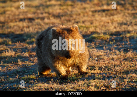 Gemeinsamen Wombat (Vombatus Ursinus) läuft in Richtung Betrachter Stockfoto