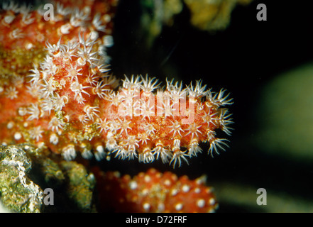 Weiche Coral Red Sea Finger, Alcyonium Glomeratum, Alcyoniidae Indo-Pazifik Stockfoto