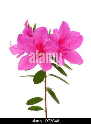 Azalea Blumen isoliert auf weißem Hintergrund Stockfoto