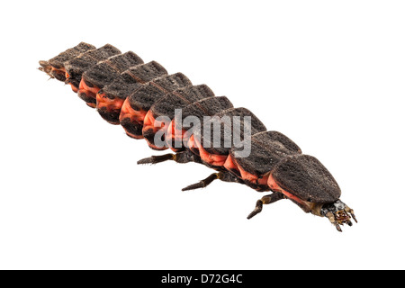 Firefly weibliche Larve Arten Nyctophila reichii Stockfoto