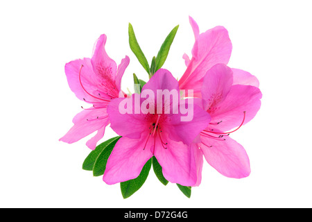 Azalea Blumen isoliert auf weißem Hintergrund Stockfoto