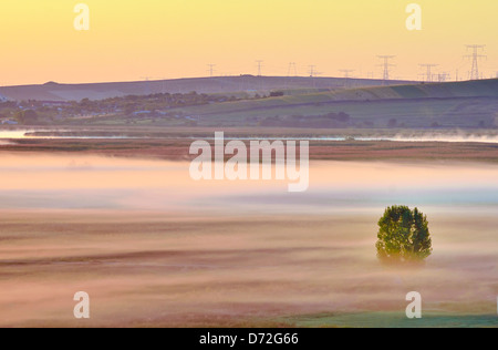 Nebligen Morgen mit Ahornbaum im Frühling Stockfoto