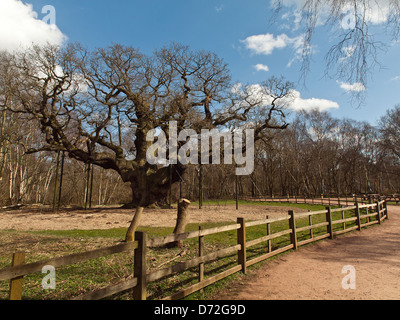 Major Oak. Eine massive englische Eiche im Sherwood Forest liegt. Nach der lokalen Überlieferung war es Robin Hood Unterschlupf. Stockfoto