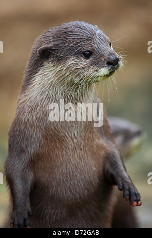 Orientalische kleine krallte Otter (Aonyx Cinerea), auch bekannt als der asiatische kleine krallte Otter oder asiatischen kurze Krallen Otter. Stockfoto