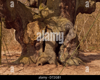 Major Oak Tree Stockfoto