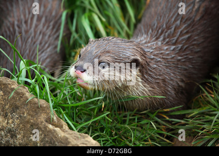 Orientalische kleine krallte Otter (Aonyx Cinerea), auch bekannt als der asiatische kleine krallte Otter oder asiatischen kurze Krallen Otter. Stockfoto