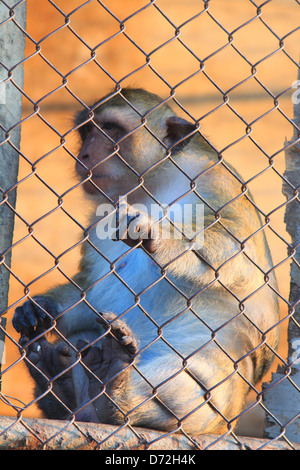 Makaken-Affen hinter Gittern im Zoo nach Thailand in Asien. Stockfoto