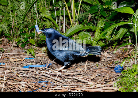 Männliche Satin Bowerbird, Ptilonorhynchus violaceus, stehend unter blaue Objekte verwendet, die in der Region rund um die Laube zu verzieren Stockfoto