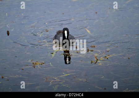 Eurasische Blässhuhn (Fulica Atra) in Richtung Betrachter auf Unkraut gefüllten Teich schwimmen Stockfoto