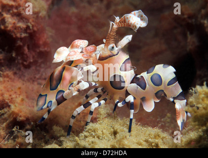 Harlekingarnelen (Hymenocera Elegans), Lembeh Strait, Indonesien Stockfoto