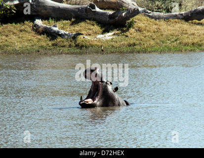 Nilpferd mit weit geöffneten Mund, Moremi Game Reserve, Botswana Stockfoto