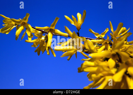 Forsythia x intermedia, Garten Strauch Blüte im Frühjahr Stockfoto