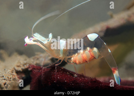 Herrliche Partner Garnelen (Periclimenes Magnificus), Lembeh Strait, Indonesien Stockfoto