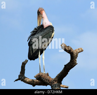 Marabou Storch (Leptoptilos Crumeniferus) stehend auf einem Ast, Tarangire Nationalpark, Tansania Stockfoto