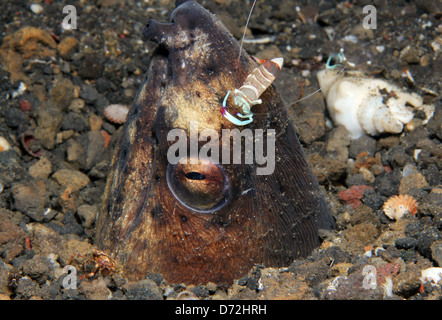 Herrliche Partner Garnelen auf eine schwarz-finned Schlangenaal in den Sand, Lembeh Strait, Indonesien Stockfoto