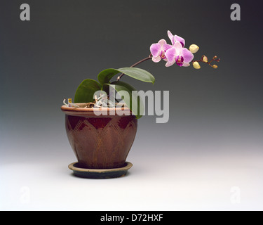 Rosa Phalaenopsis Orchidee im Tontopf Stockfoto