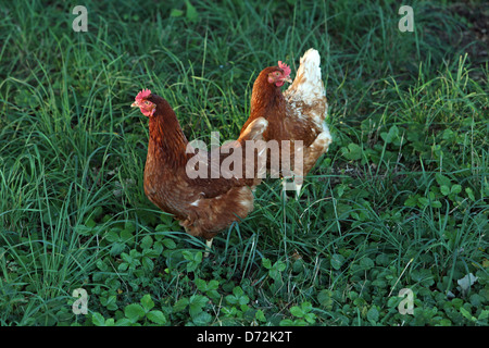 Ingelheim, Deutschland, Haushuehner Stockfoto