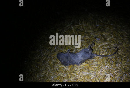 Ingelheim, Deutschland, tote Maus in Hafer Stockfoto