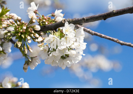 Prunus Blüte vor blauem Himmel. Zierkirsche. Stockfoto
